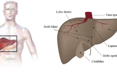 Il Fegato: Un organo prezioso